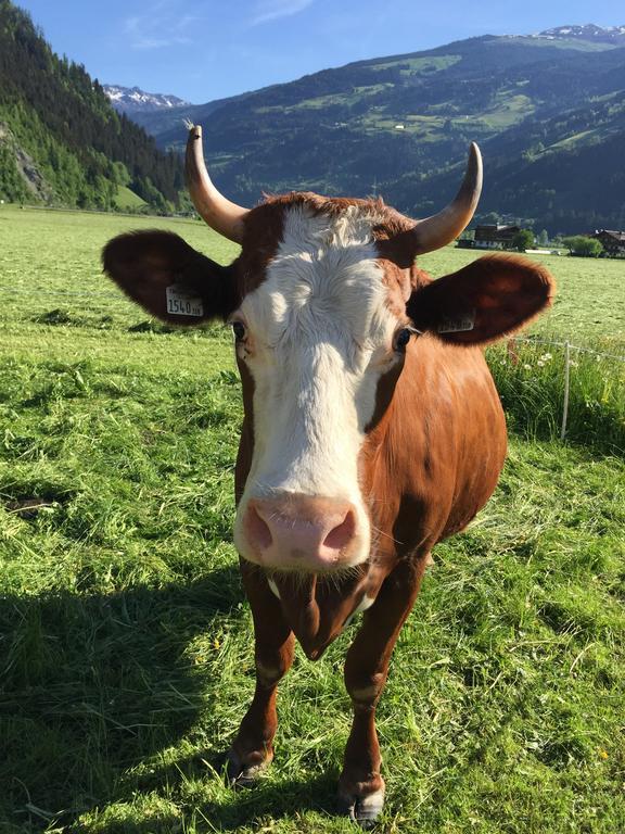 Appartement Kuen Zell am Ziller Pokój zdjęcie